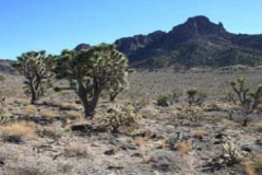 Mount Tipton in the Mount Tipton Wilderness of Arizona